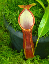 Nepenthes singalana x reinwardtiana BE-4538
