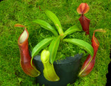 Nepenthes singalana x reinwardtiana BE-4538