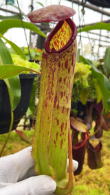 Nepenthes albomarginata x klossii BE-4557