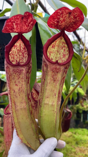 Nepenthes albomarginata x klossii BE-4557