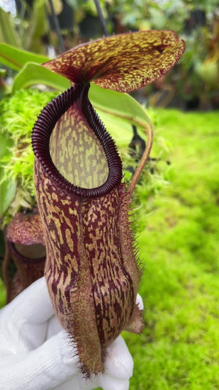 Nepenthes hamata x klossii BE-4562