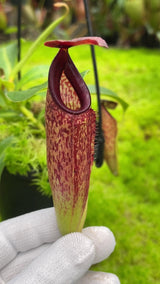 Nepenthes aristolochioides x veitchii BE-4565