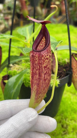 Nepenthes aristolochioides x veitchii BE-4565