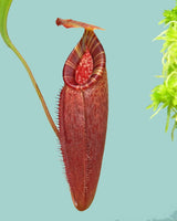 Nepenthes talangensis x (lowii x tentaculata) BE-4573
