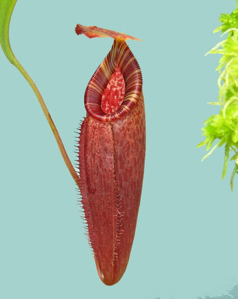 Nepenthes talangensis x (lowii x tentaculata) BE-4573