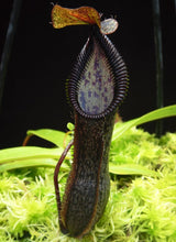 Nepenthes singalana x hamata BE-4588