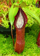 Nepenthes singalana x hamata BE-4588
