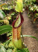 Nepenthes singalana x hamata BE-4588
