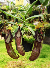 Nepenthes singalana x hamata BE-4588