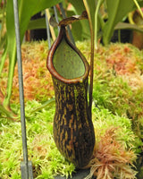 Nepenthes cecilia BE-4600