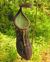 Nepenthes cecilia BE-4600