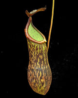Nepenthes cecilia BE-4600