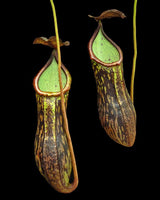 Nepenthes cecilia BE-4600