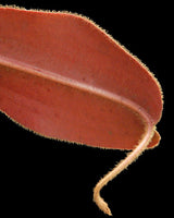 Nepenthes peltata x attenboroughii BE-4601
