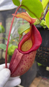 Nepenthes rajah x veitchii BE-4603