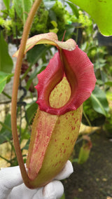 Nepenthes rajah x veitchii BE-4603