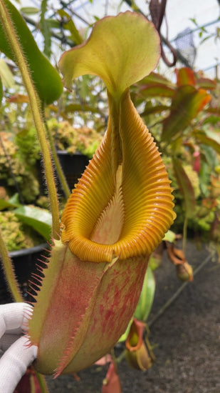 Nepenthes villosa x veitchii 'Gold Rush' BE-4606