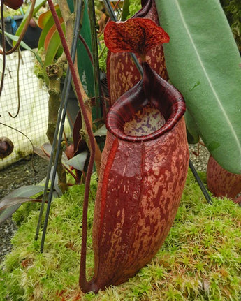 Nepenthes peltata BE-4613