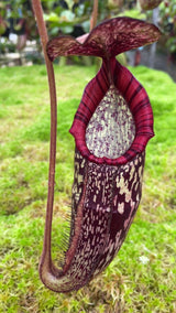 Nepenthes spectabilis x klossii BE-4648