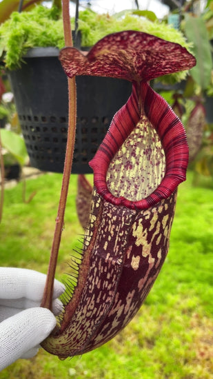 Nepenthes spectabilis x klossii BE-4648