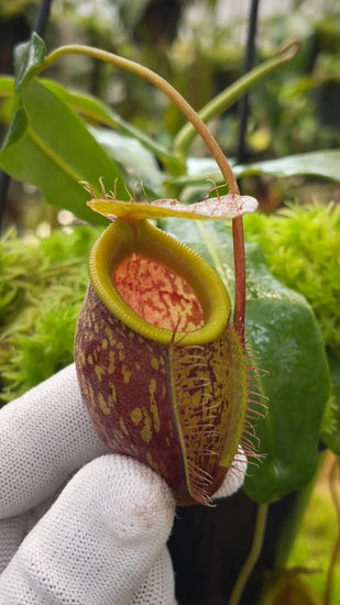 Nepenthes undulatifolia BE-4658