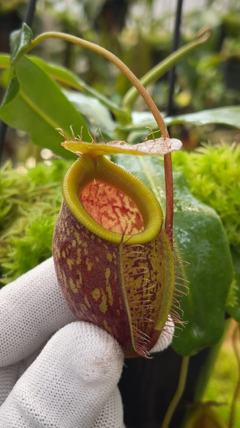 Nepenthes undulatifolia BE-4658
