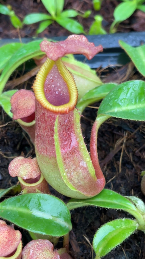 Nepenthes veitchii Pa’Umor x edwardsiana BE-4672