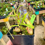 Nepenthes glabrata BE-4622 *SPECIMENS* (Special mix of rooted cuttings)