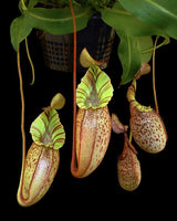 Nepenthes spectabilis x veitchii BE-3664