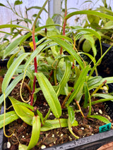 Nepenthes ventricosa x dubia BE-3742 *ROOTED CUTTINGS*
