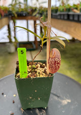 Nepenthes (aristolochioides x spectabilis) x aristolochioides BE-3922 *SEED-GROWN*