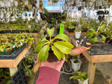 Nepenthes (veitchii x lowii) x (burbidgeae x edwardsiana) BE-3980 *SPECIMENS*