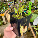 Nepenthes glabrata BE-4622 *SPECIMENS* (Special mix of rooted cuttings)