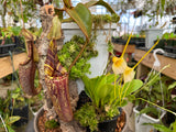 Nepenthes mollis (hurrelliana) BE-3921