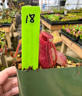 Nepenthes (veitchii x lowii) x (burbidgeae x edwardsiana) BE-3980 *SPECIMENS*