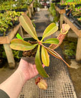 Nepenthes spathulata x (burbidgeae x edwardsiana) BE-3978