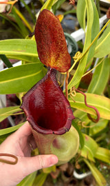 Nepenthes lowii x ventricosa 'PDA' (Female) *ROOTED CUTTINGS*