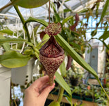 Nepenthes media mix