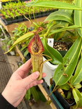 Nepenthes spathulata x (burbidgeae x edwardsiana) BE-3978