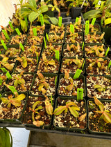 Nepenthes ampullaria x (veitchii x lowii) BE-4027