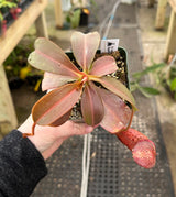 Nepenthes (veitchii x lowii) x spectabilis BE-3400