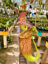 Nepenthes boschiana x tenuis BE-3763 *ROOTED CUTTINGS*