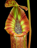 Nepenthes singalana x (burbidgeae x edwardsiana) BE-3984