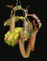 Nepenthes maxima (Dark purple, wavy-Leaf) BE-3786