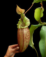 Nepenthes spectabilis x veitchii BE-3664