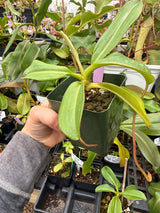 Nepenthes rajah x (veitchii x lowii)