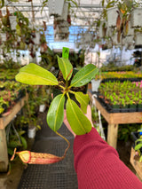 Nepenthes boschiana x mira BE-3675