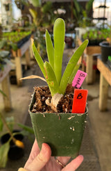 Brocchinia reducta (Carnivorous Bromeliad)