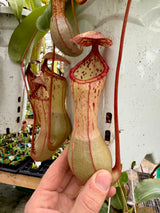 Nepenthes clipeata x ventricosa *ROOTED CUTTINGS*