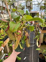 Nepenthes maxima x truncata *SPECIMEN*